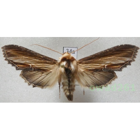 Cucullia verbasci (Linnaeus, 1758) Kapturnica dziewannówka Czech34a